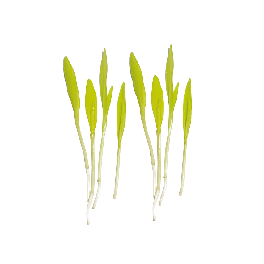 Mısır Sebze Filizi